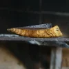 Couteau de poche pliant en bois d'olivier Jeannot - Atelier Miguel