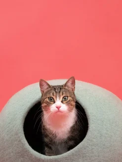 Lit pour chat en laine turquoise 38cm Fine - Myfelt